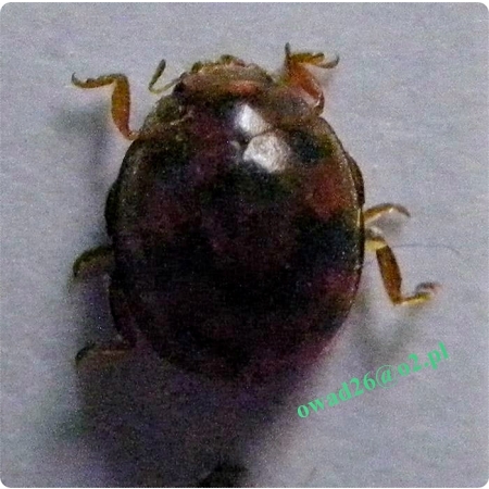Subcoccinella vigintiguatuorpunctata (Linnaeus, 1758) Owełnica lucernianka